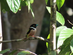 Eurylaimus ochromalus