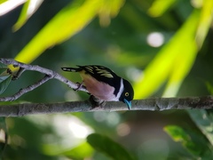 Eurylaimus ochromalus