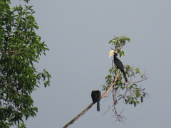 Anthracoceros malayanus