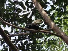 Anthracoceros malayanus