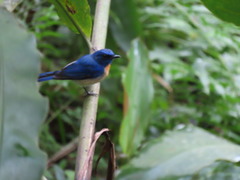 Cyornis turcosus