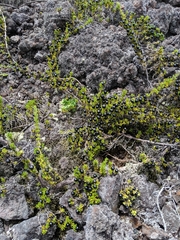 Coprosma ernodeoides