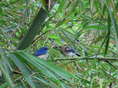 Cyornis turcosus