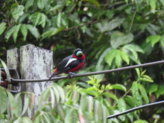 Cymbirhynchus macrorhynchos