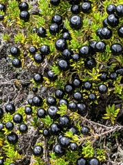 Coprosma ernodeoides