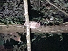 Strix leptogrammica