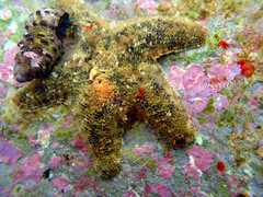 Asterina