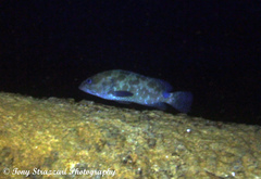 Epinephelus polyphekadion