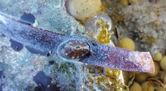 Amblychilepas omicron