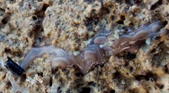Baseodiscus delineatus
