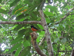 Copsychus stricklandii stricklandii