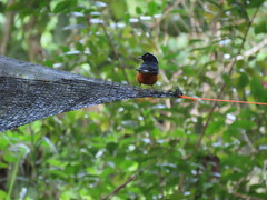 Copsychus stricklandii stricklandii