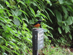 Copsychus stricklandii stricklandii