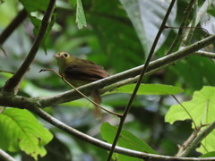 Tricholestes criniger