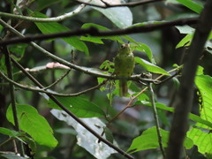 Tricholestes criniger