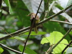Tricholestes criniger