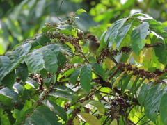 Pycnonotus