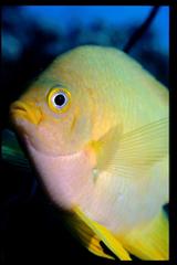 Amblyglyphidodon aureus