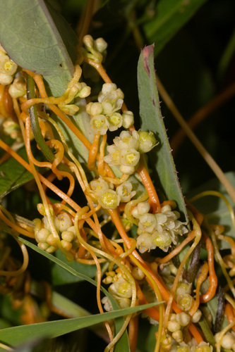 Cuscuta australis observed 2024-08-11
