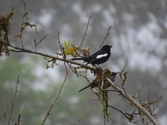 Copsychus saularis pluto