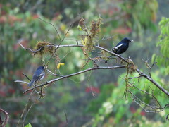 Copsychus saularis pluto