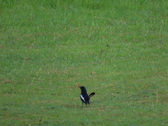 Copsychus saularis pluto