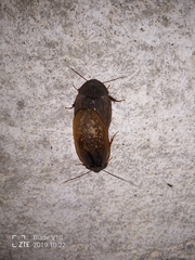 Homoeogamia mexicana