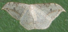 Drepana pallida