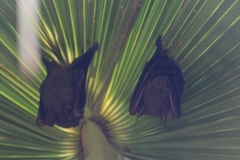 Cynopterus sphinx