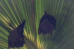 Cynopterus sphinx