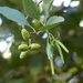 Alnus rhombifolia - Photo (c) Lauren Glevanik,  זכויות יוצרים חלקיות (CC BY-NC), uploaded by Lauren Glevanik
