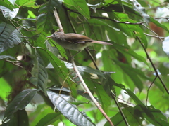 Alcippe brunneicauda