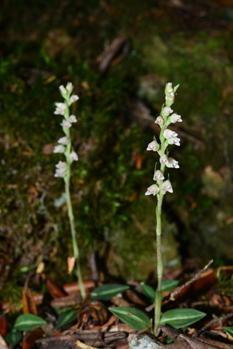 Goodyera nankoensis
