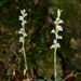 Goodyera nankoensis - Photo (c) JODY HSIEH, some rights reserved (CC BY-NC), uploaded by JODY HSIEH