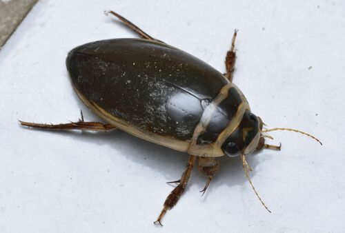 Dytiscus habilis Say, 1830
