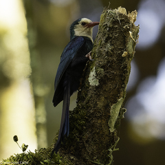 White-Headed Woodhoopoe photo 2