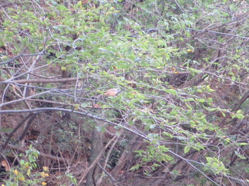 Godlewski's Bunting (Emberiza godlewskii), photo 10