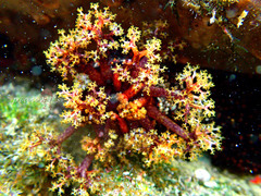 Holothuria cinerascens
