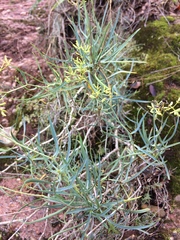 Bupleurum fruticescens