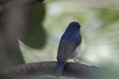 Cyornis rubeculoides