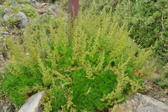 Artemisia morrisonensis