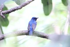 Cyornis rubeculoides