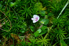 Veronica oligosperma