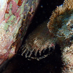 Pinctada margaritifera