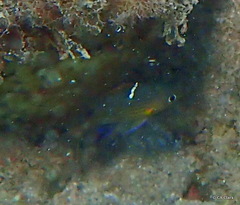 Pycnochromis vanderbilti