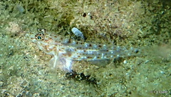 Fusigobius duospilus