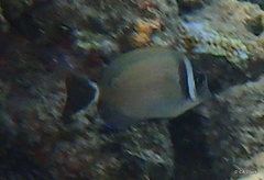 Acanthurus leucopareius