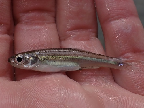 Notropis amabilis (Girard, 1856)