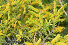 Picea morrisonicola