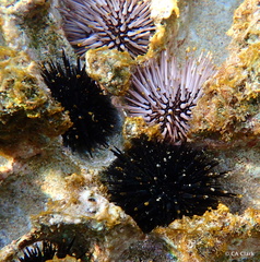 Echinothrix diadema